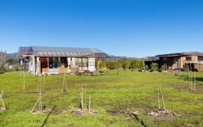 Tejiendo la red de rizomas del bambú entre el Atlántico y el Pacífico.