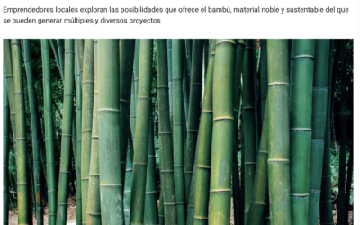 “Bambú, la planta de las mil oportunidades”