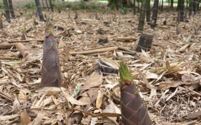 Primavera Bambú: Renacimiento y Regeneración en los Bosques de Tacuara.